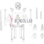 Disarticulated Human Skeleton - Life Size